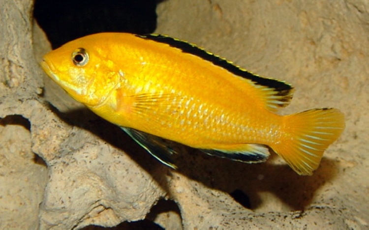 Labidochromis caeruleus 'Lion's Cove'